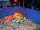 Daisy basking